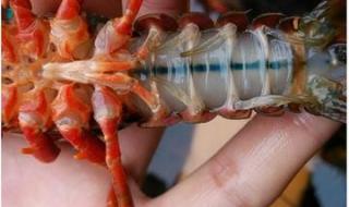 淡水小龙虾养殖技术 澳洲淡水龙虾养殖新技术
